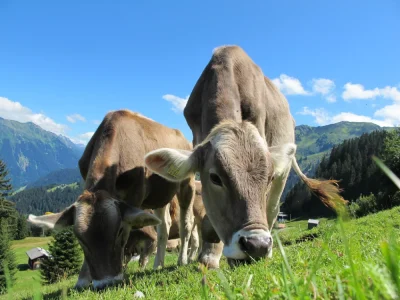 grass fed kollageen Lehmad söövad rohtu